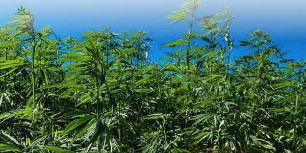 Hemp Testing Solutions