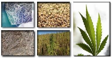 Hemp Brochure
