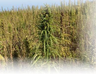 Hemp Tea