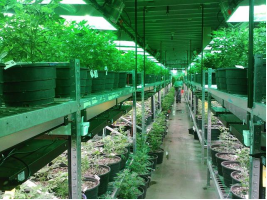 hemp_heavy_metal