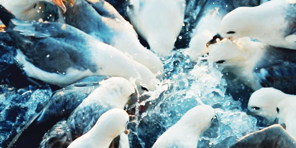 Plastic in North Sea Fulmars by FTIR Shimadzu