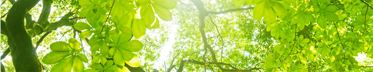 Green Transformation Solutions