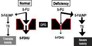 DPD-dependent inactivation of 5-FU and effects of DPD deficiency.