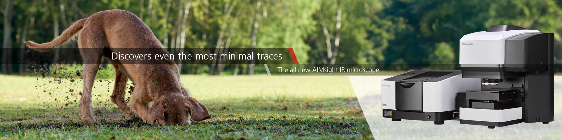 AIMsight