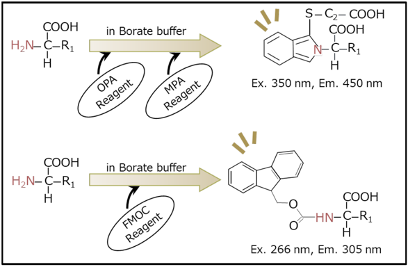 Scheme of Pre-column Amino Acid Derivatization Reactions